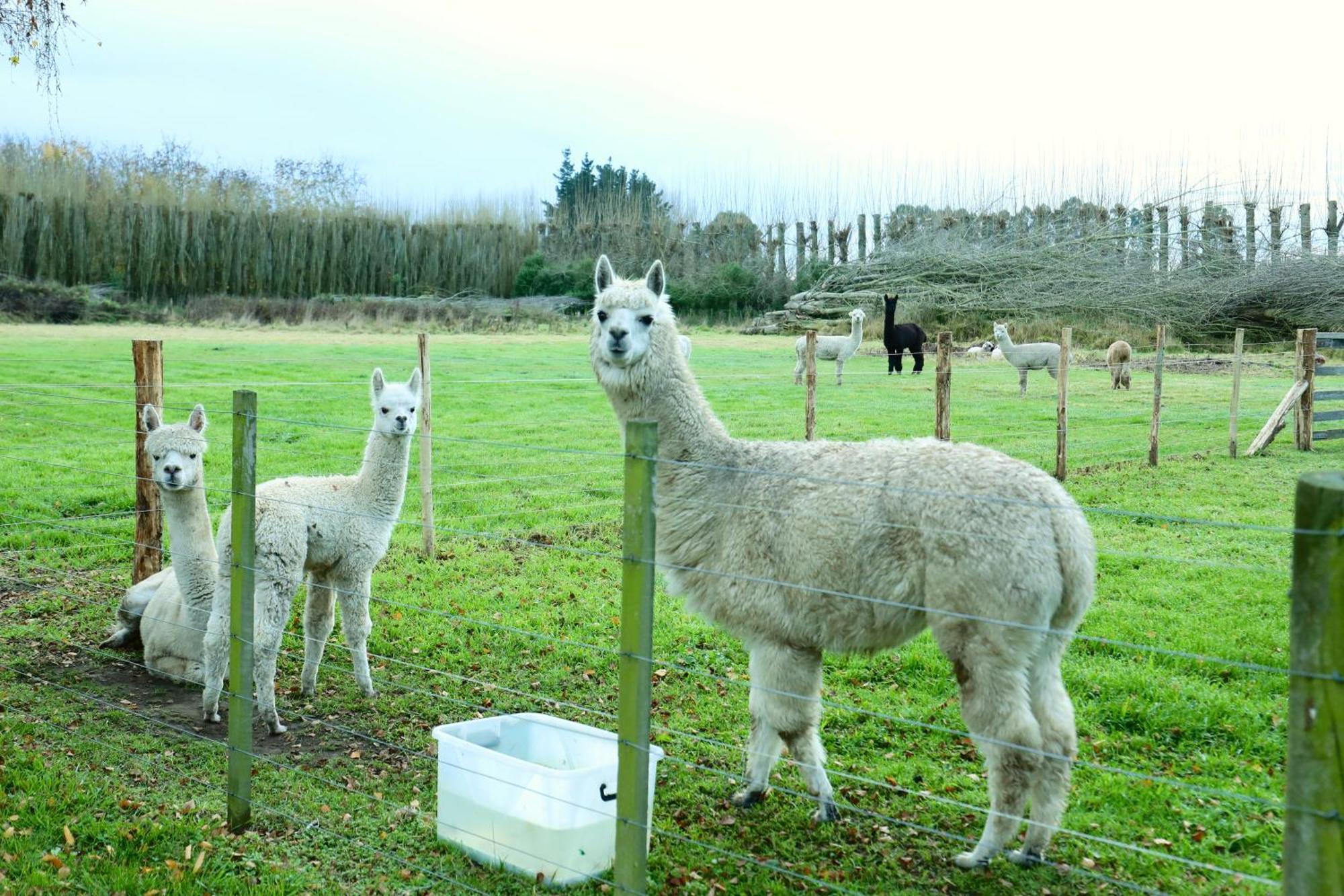 Miranda Farm Close To Airport！ Kaiapoi Exterior photo